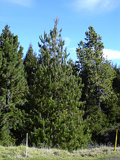 Starr 031214-0025 Pinus patula.jpg
