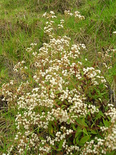 Starr 060225-6111 Ageratina riparia.jpg