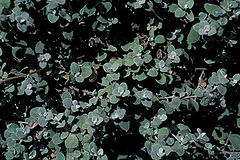 Starr 980529-4226 Helichrysum petiolare.jpg