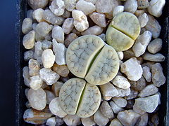 Succu Lithops gracilidelineata subsp. brandbergensis C374 01.jpg