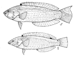 Suezichthys arquatus (Rainbow slender wrasse).gif