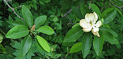 Sweetbay Magnolia Magnolia virginiana Comparison 4400px.jpg