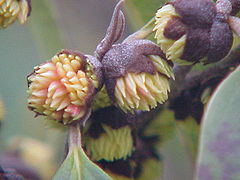 Sycopsis sinensis0.jpg