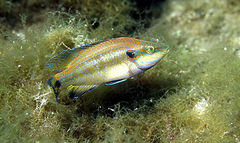 Symphodus ocellatus 1.jpg