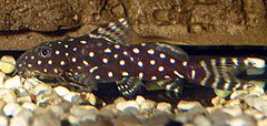 Synodontis angelica.jpg