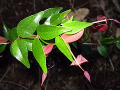 Syzygium luehmannii leaf1.JPG