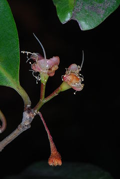 Syzygium paniculatum 02 Pengo.jpg