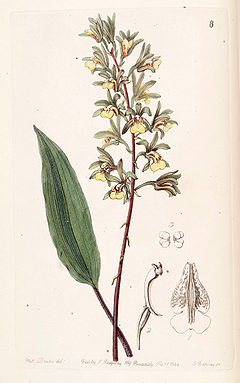 Tainia bicornis (as Ania bicornis) - Edwards vol 30 (NS 7) pl 8 (1844).jpg