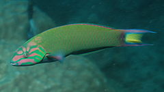 Thalassoma lunare 1.jpg