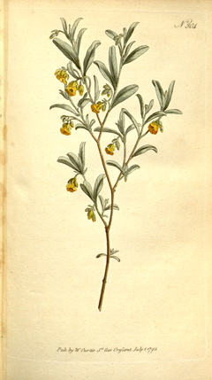 The Botanical Magazine, Plate 304 (Volume 9, 1795).png