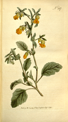 The Botanical Magazine, Plate 307 (Volume 9, 1795).png