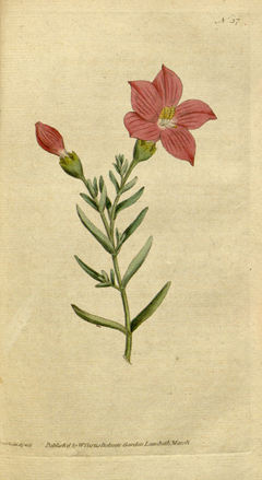 The Botanical Magazine, Plate 37 (Volume 2, 1788).png