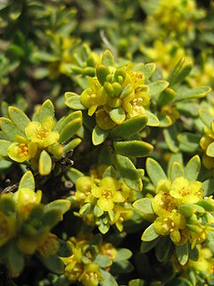 Thymelaea tinctoria ssp. nivalis 04.jpg