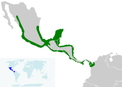 Tigrisoma mexicanum map.svg