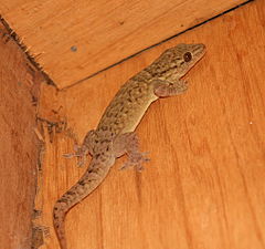Tonga gecko 2.jpg