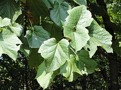 Toricellia angulata var. intermedia - Kunming Botanical Garden - DSC02766.JPG