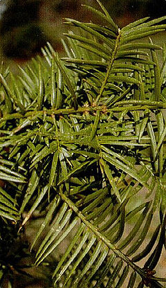 Torreya taxifolia.jpg
