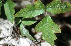 Toxicodendron pubescens.jpg