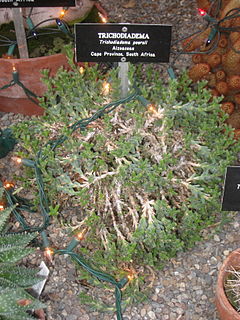 Trichodiadema peersii - Gaiser Conservatory (Manito Park) - IMG 7012.JPG
