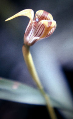 Trigonidium acuminatum - fl 2.jpg