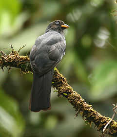 Trogon clathratus - (female) -Costa Rica-6.jpg