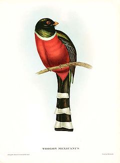 Trogon mexicanus John Gould.jpg