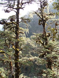 Tsuga dumosa Bhutan2.jpg