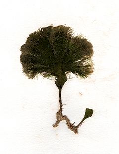 Udotea petiolata (herbarium item).jpg