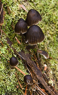 Unidentified Fungi 8432.jpg