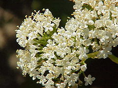 Valeriana alliariifolia0.jpg