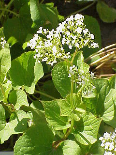 Valeriana tiliifolia0.jpg
