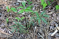 Viola albida var. chaerophylloides .JPG