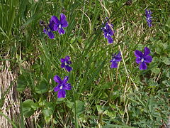 Viola altaica.jpg