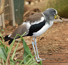 White-crowned Plover Vanellus albiceps Fluffing 1900px.jpg
