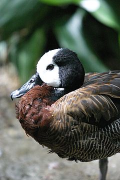 White-faced Whistling Duck close-up.jpg