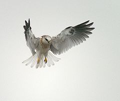 White-tailed Kite - juvenile.jpg