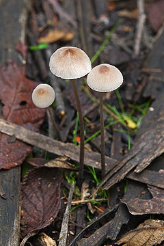 Wielangta Unidentified Fungus 5311.jpg