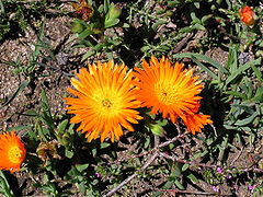 Wildflowers-Western Cape-P9200033.jpg