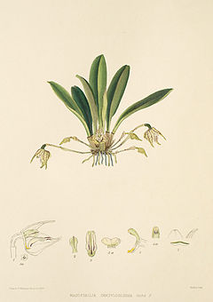 Woolward - The Genus Masdevallia - Masdevallia campyloglossa.jpg