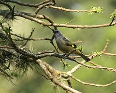 Yellow-winged Tanager.jpg