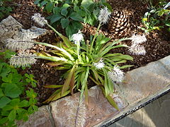 Ypsilandra thibetica (Melanthiaceae) plant.jpg