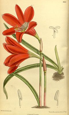 Zephyranthes cardinalis 140.8553.jpg