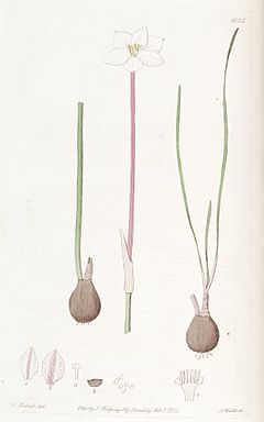 Zephyranthes chlorosolen (Cooperia drummondii) Edwards's Bot. Reg. 22. 1835. 1836.jpg