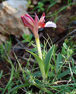 Orchis papilionacea zingaro 108.jpg