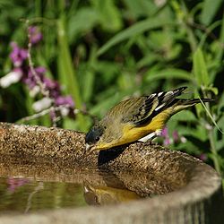 ♂ lesser goldfinch.jpg