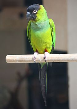 2011-4 parrot in Strassbourg.JPG