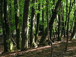 A deciduous beech forest in Slovenia.jpg