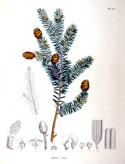 Abies tsuja SZ106.png