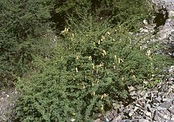 Acacia furcatispina1.jpg