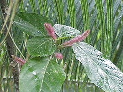 Acalypha hispida0.jpg
